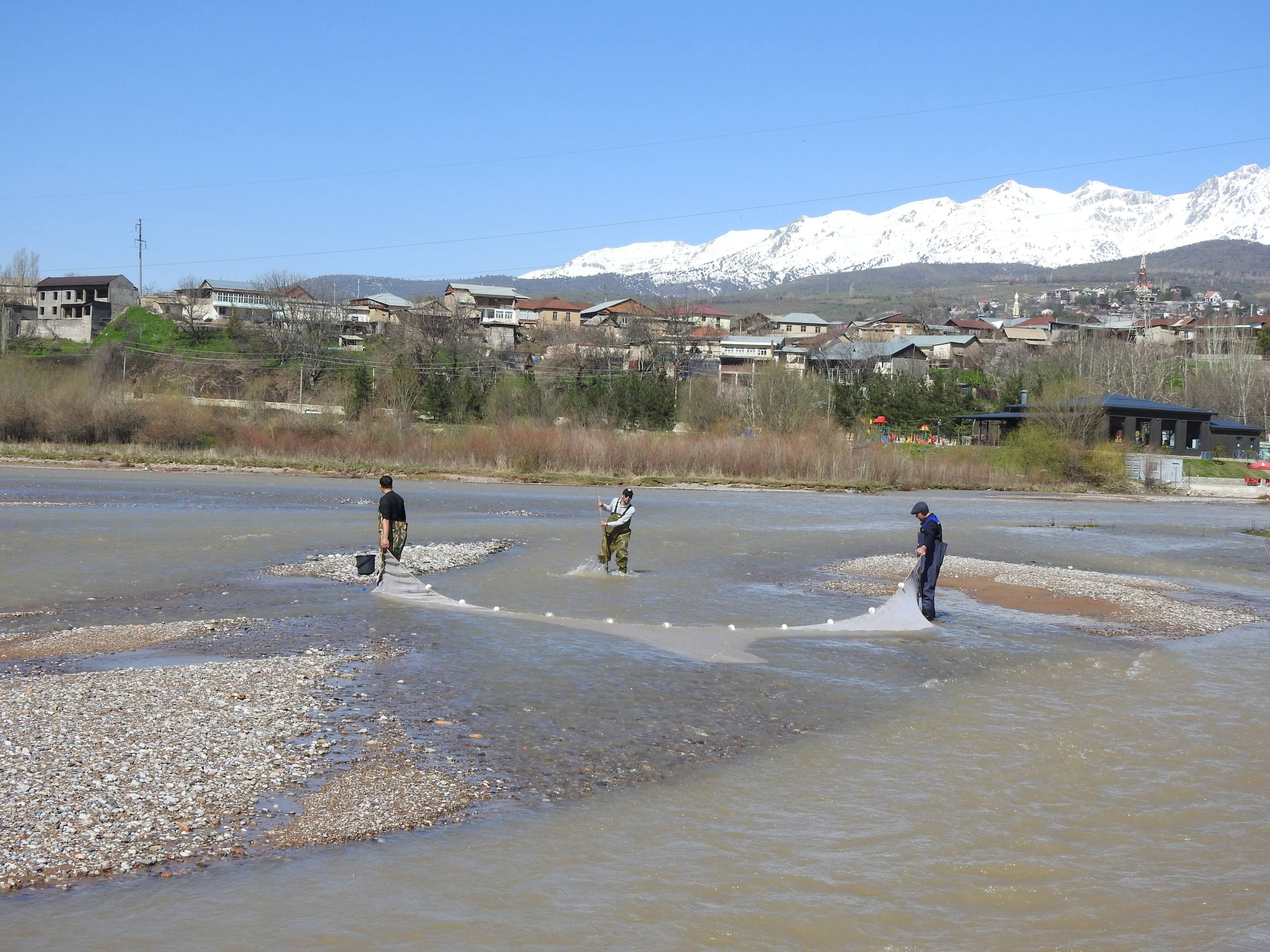 Snow trout sampling, Chirchik River · April 2024